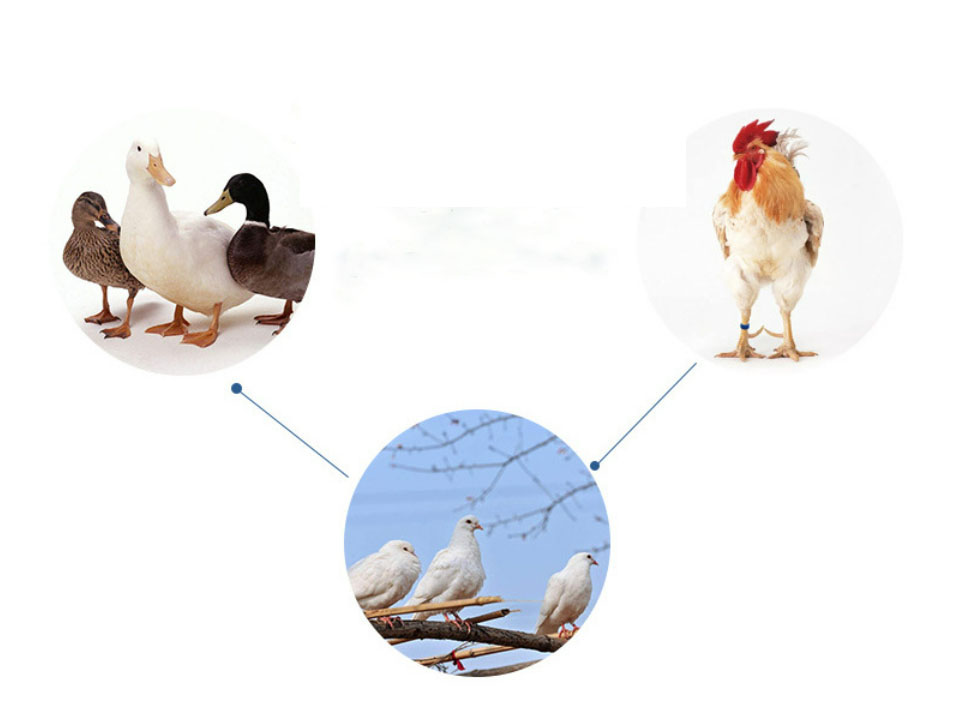 Chicken-Ducks-Foot-Ring-For-Poultry-Identification-1