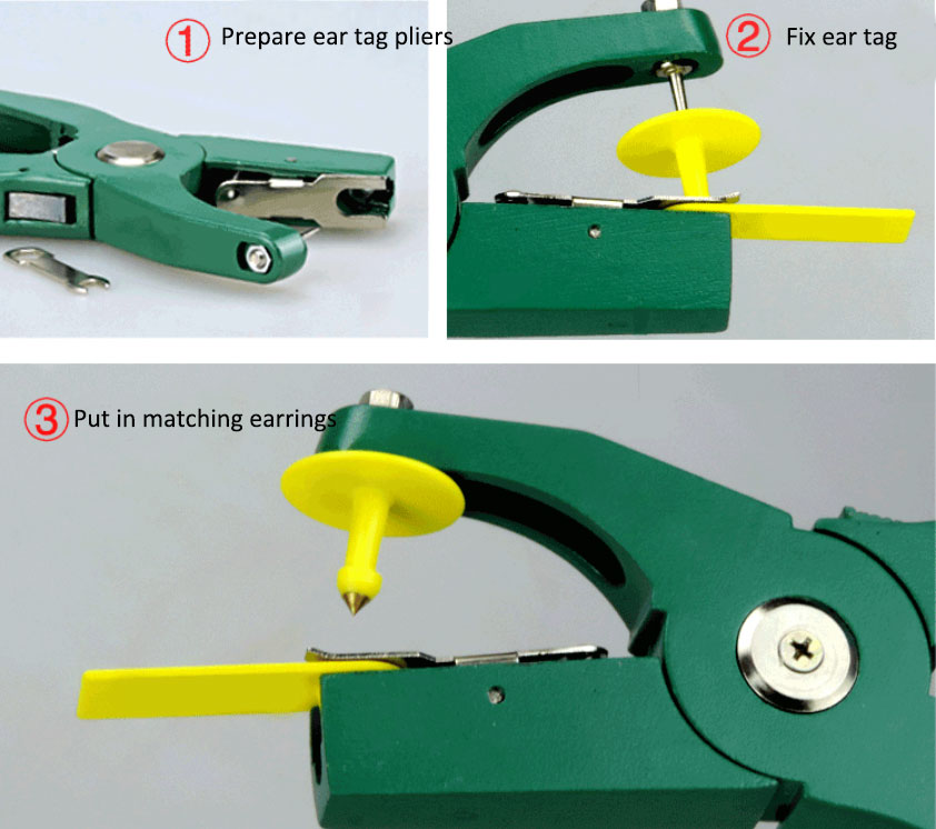 RFID Strip Ear Tag installation1